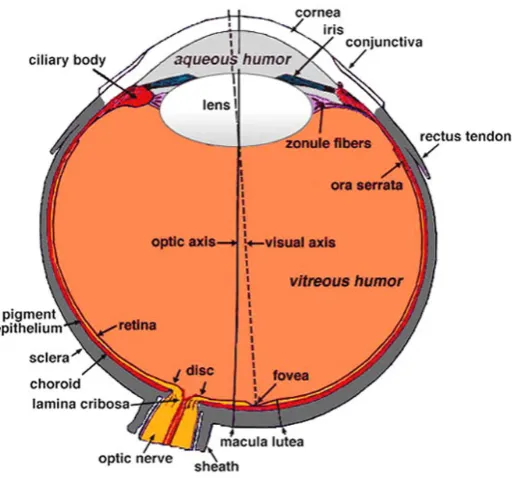 Figure 2.2: Sectional view of the eye [94].
