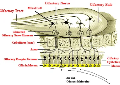 Figure 3.2: The olfactory epithelium [99].