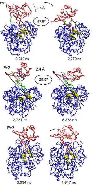 Figure 3.11: Domain motion in PheA2-holo. Interdomain motion in the PheA2-holo sim-ulation; corresponding to the ﬁrst three eigenvectors and identiﬁed by DynDom