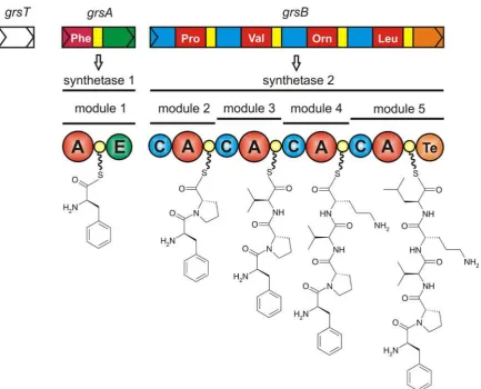 Figure 1.7: The Gramicidin S biosynthetic gene cluster (grs). GrsA is the initiationmodule, containing an epimerisation domain that catalyses the inversion of L-Phe to D-Phe