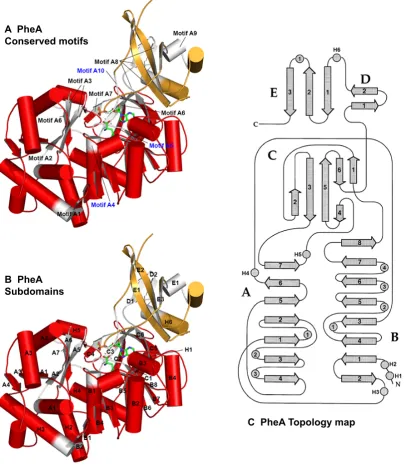 Figure 1.10: PheA conserved motifs, subdomains and topology mapdomain in orange, phenylalanine, AMP and Mg ligands in green B) PheA structure anno-tated with subdomains and secondary structural elements