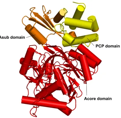 Figure 1.16: Structure of PA1221 A domain and PCP domain.shown in red and the A The Acore domain issub domain in orange