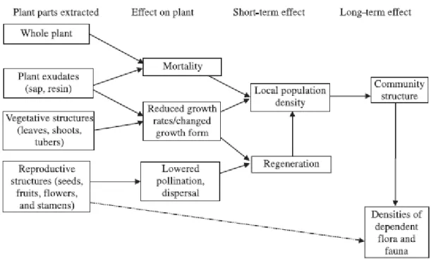 Fig. Possible Ecological Impacts of NTFP collection 