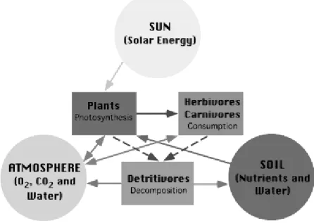 Figure : Relationships within an ecosystem. 