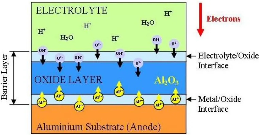 Figure 4. Schematic of the major features involved in the formation of the barrier layer