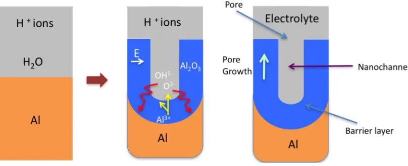 Figure 5. Schematic of the pore formation mechanism in an acidic electrolyte. 