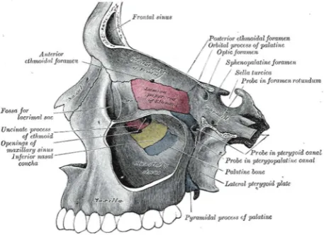 Figure 1: The  maxilla, as seen from the side, with the left 