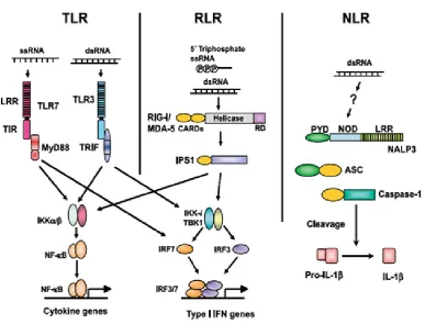 Figure 1.3 Three classes of PRRs for RNA virus recognition.  