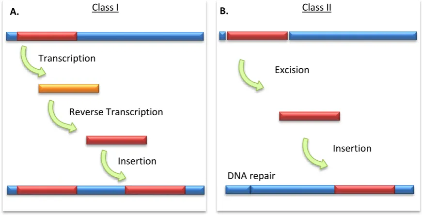 Figure 2.1 Schematic representation of transposon mobility. (A) Transposition of a class I element via an RNA intermediate