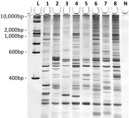 Figure 4.6 Inter-retrotransposon amplified polymorphism (IRAP) amplification products