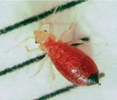 Figure 3. Feeding adult bed bug.
