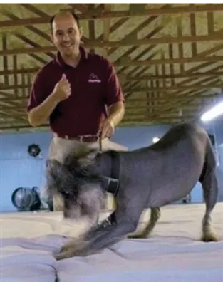 Figure 5. A bed bug–detecting canine indicating on a mattress  infested with bed bugs.