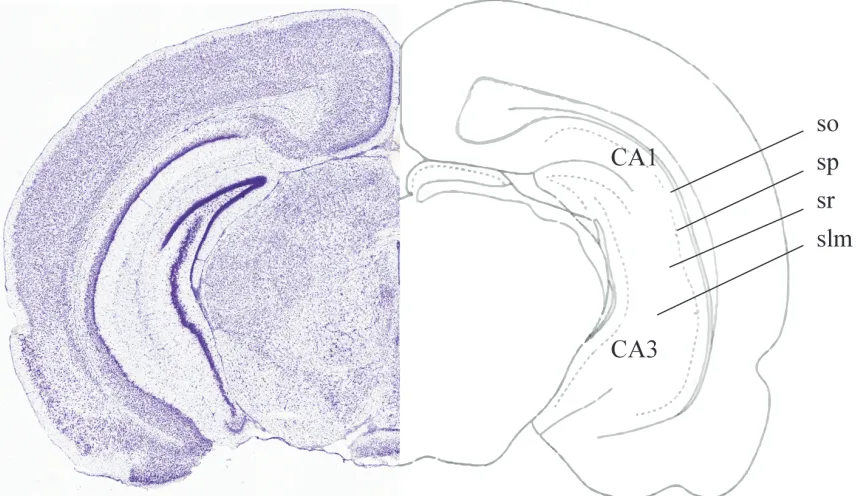 Figure 3| Regions of the mouse hippocampus. A Nissl stained coronal section of the mouse brain is paired with a diagram detailing the regions and layers of the vHPC