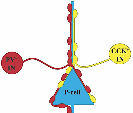 Figure 4| Perisomatic inhibition. Simplified circuit diagram depicting perisomatic inhibition of a pyramidal cell by parvalbumin (PV+) and cholecystokinin (CCK+) containing basket cell interneurons (INs)