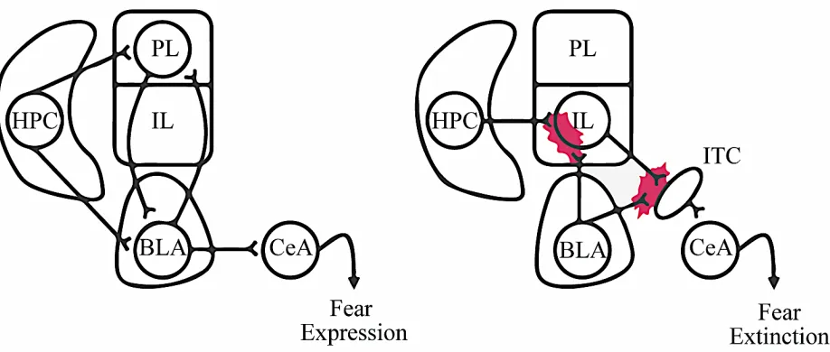 Figure 5| Basic neural connections implicated in fear. Left: The circuitry involved in fear expression