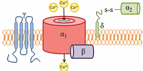 Figure 6| Schematic of a voltage-gated calcium channel complex. CaVs are composed of a pore-forming subunit (α1) and several ancillary subunits
