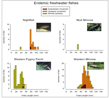 Figure 5:  Scaled numbers and direction of movement of endemic fishes captured at Roy Rd in the Carbunup River