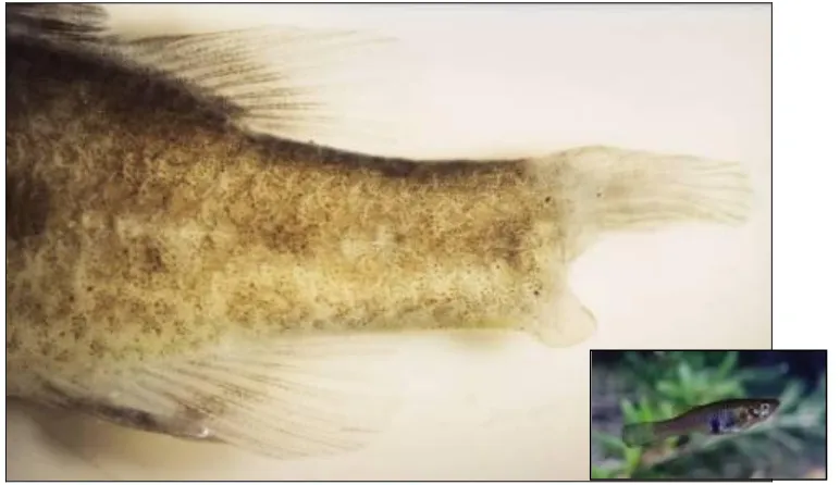 Figure 12: Fin-nipped Western Pygmy Perch from an Eastern Mosquitofish (insert – not to scale)