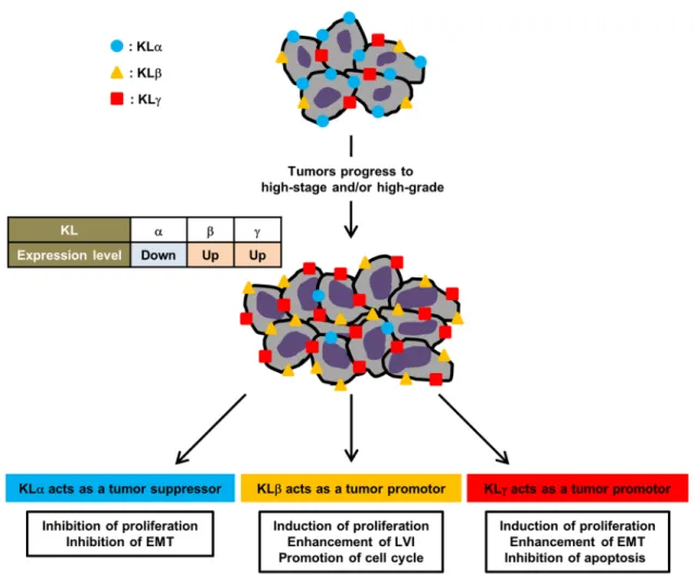 Figure 6: Roles of klotho family in bladder cancer.  In urothelial carcinoma of the bladder, along with increase of tumor grade the  expression level of KLα decrease and the expression levels of KLβ and KLγ increase