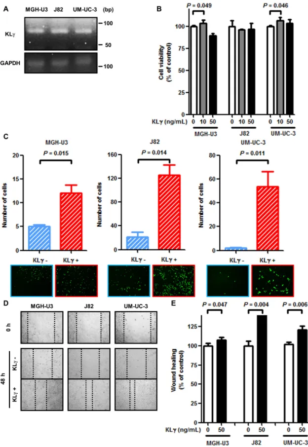 Figure 1:  (A) MGH-U3, J82, and UM-UC-3 cells express KLγ RNA. (B) In the viability assay, treatment with 10 ng/mL exogenous KLγ  increased the proliferation ability of MGH-U3 and UM-UC-3
