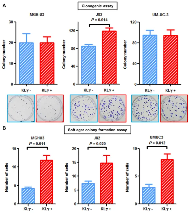 Figure 2: (A) In the clonogenic assay, treatment with exogenous KLγ increased colony formation ability in J82