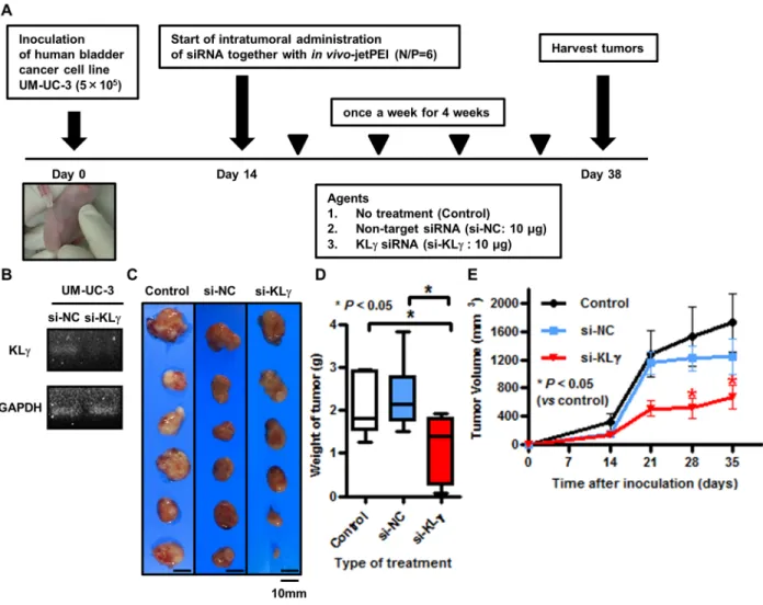 Figure 3:  (A)  Schematic diagram illustrating the study workflow.  Mice were injected with UM-UC-3 cells (5×10 5 /tumor) together 