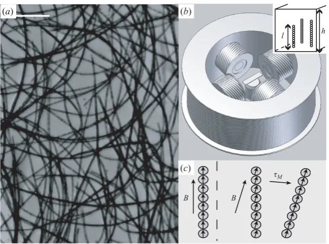 Figure 1. (objective. Inset: Magnetic ﬁlaments within a rectangular capillary tube. (a) Fleximags