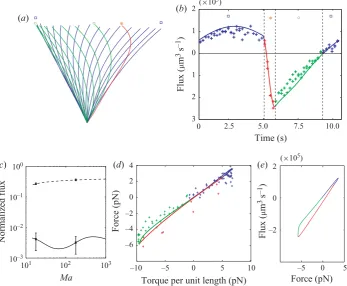 Figure 4. The pumping eﬃciency of planar beating is very low. (related in a direct one-to-one manner to the basal torque, so ﬁlament dynamics have a singledegree of freedom