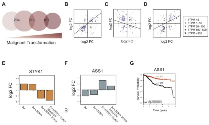 Figure 5: Comparison of hDEGs across the model reveals a shift in response to hypoxia after SV40-transformation