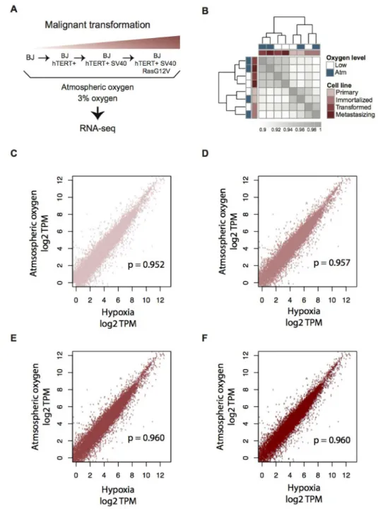 Figure 1: Transcriptome profiling of the four-step BJ cell model for malignant transformation, in atmospheric and  moderate hypoxic conditions