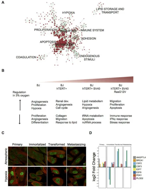 Figure 2: Functional Enrichment Analysis of differentially expressed gene sets and expression of HIF1a across the  BJ model in both oxygen conditions