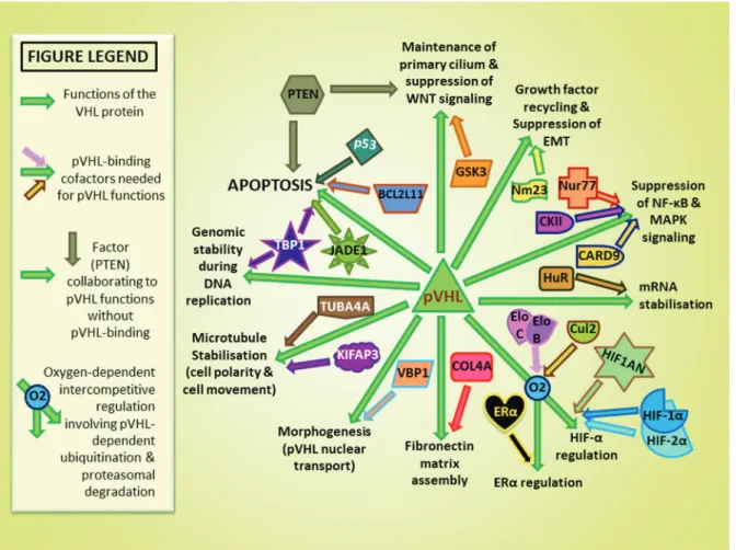 Figure 3: Protein cofactors and major published physiological functions of pVHL [91, 92]
