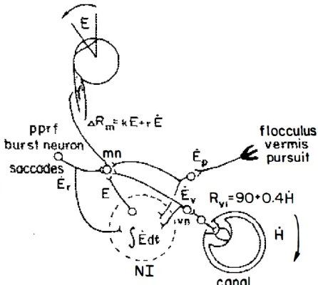 Figure   1:   The   neural   integrator   (NI)   receives   eye-­‐velocity   coded   inputs,   Ė,   and,      computing   integration,   produces   eye-­‐velocity   coded   outputs,   E
