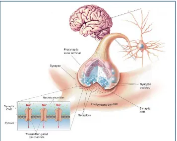 Figure 1.1 The synapse in the CNS 