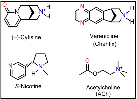 Figure 1.3 nAChR Agonists. These four nicotinic agonists share structural features consisting of a cationic nitrogen (blue) and a hydrogen bond acceptor moiety (red)