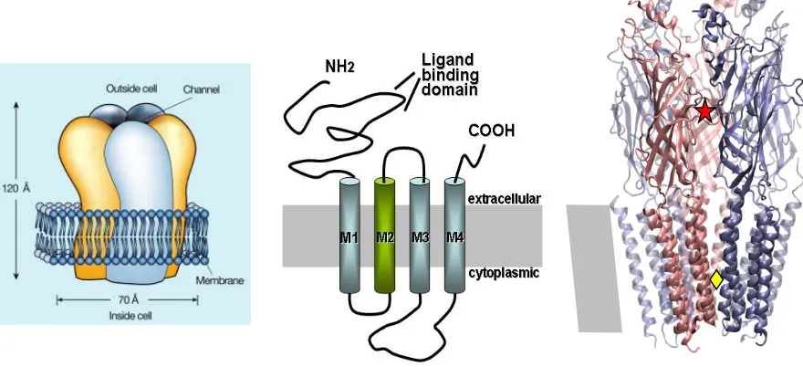 Figure 1.4.  nAChR structure. Left: Cartoon depiction of a prototypical pentameric nAChR