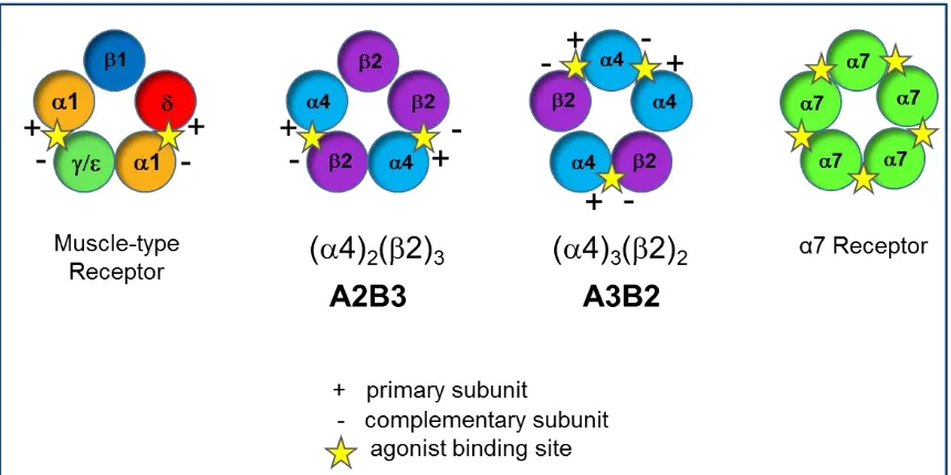 Figure 1.5 nAChR Subtypes. The yellow star denotes the agonist binding sites. 