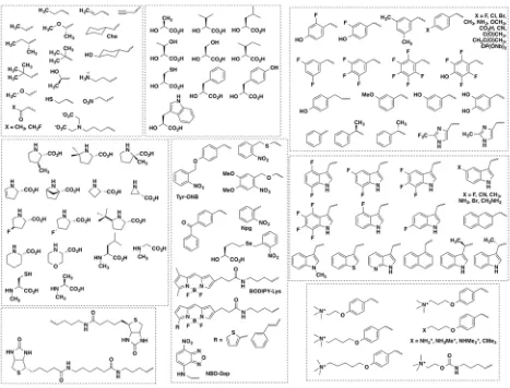 Figure 1.8 Some of the unnatural amino acid side chains that have been incorporated by nonsense suppression in the Dougherty group