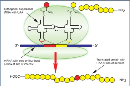 Figure 1.9 Hijacking the Ribosome. Schematic representation of the nonsense suppression case the methodology is then termed frameshift suppression