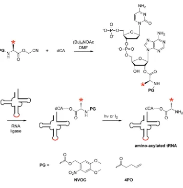 Figure 1.10 Synthesis of suppressor tRNA. Unnatural amino acids are chemically synthesized protecting group (PG) is photolabile and the 4-PO protecting group is removable by treatment with the truncated suppressor tRNA to yield aminoacylated tRNA