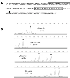 Figure 1. Identification of a polymorphic microsatellite (Moa_MS2) in an extinct species
