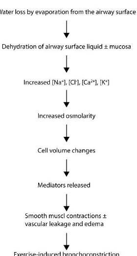 Figure 1: The osmotic theory describing the pathogenesis of exercise induced bronchoconstriction [20]