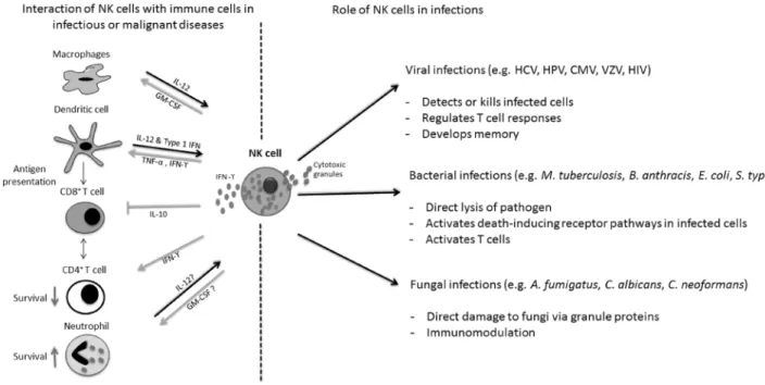 Figure 1: Antimicrobial activities of Natural Killer (NK) cells.  NK cells not only detect and damage various viral, bacterial and  fungal pathogens (right side), but also modulate proliferation and activation of a variety of cells of the innate and adapti