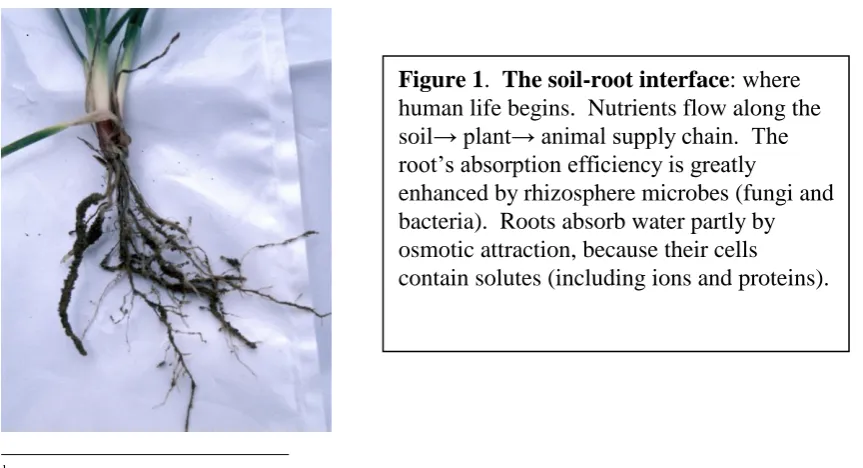 Figure 1.  The soil-root interface: where human life begins.  Nutrients flow along the 
