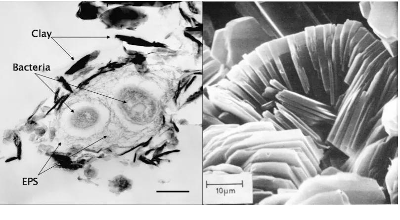 Figure 2   Clay particles and bacteria (both about 1 microscopes  A) Bacteria and clay particles