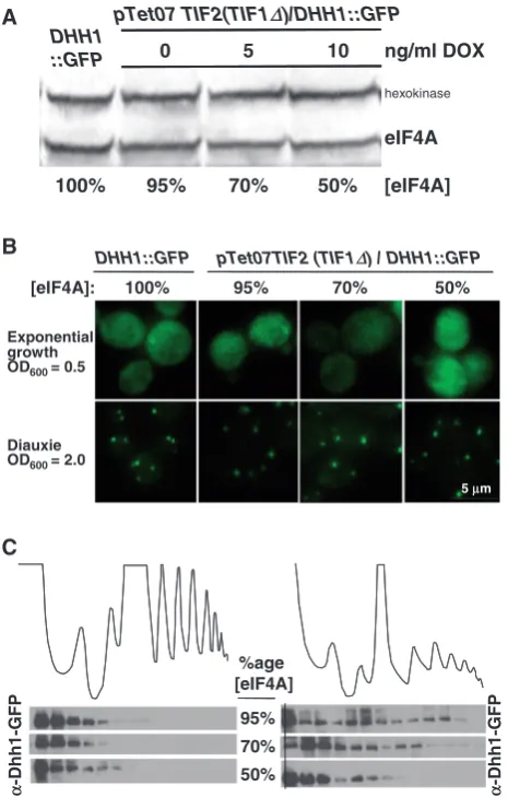 Figure 6. Subcellular localization of Dhh1-GFP in a ptet07::TEF2(TEF1D) strain at different doxycycline levels