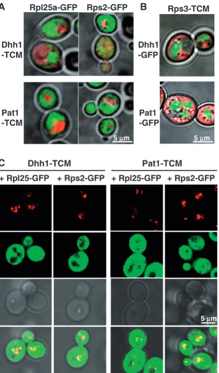 Figure 1. Subcellular localization of 40S, 60S, Dhh1 and Pat1 in expo-pressing Dhh1-TCM or Pat1-TCM and Rpl25-GFP or Rps2-GFP weregrown into the slower ethanol respiration-dependent growth phase(post-diauxic growth shift; ODmicroscopy of glucose-fermenting