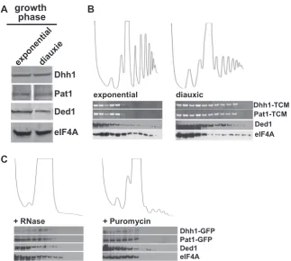 Figure 2. Quantitation of cellular distributions of Dhh1-TCM or Pat1-TCM versus GFP-labelled 60S (rpL25-GFP), 40S (rps2-GFP), eIF4E, eIF4A,eEF3 or RF1