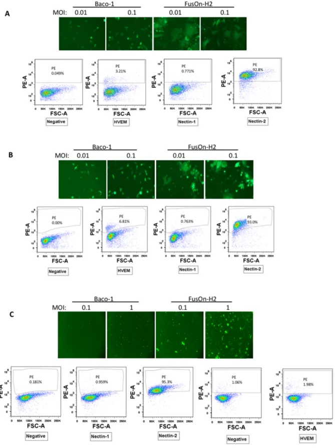 Figure 1: Characterization of a subpopulation of tumor cells that only support cell-cell spread of HSV-2 based but not  HSV-1 based oncolytic virus