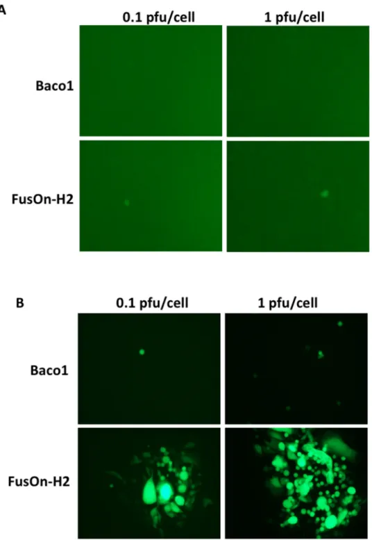 Figure 2: Transduction of nectin-2 gene into CHO-K1 cells allow the entry of both Baco-1 and FusOn-H2 but only  enables the later to spread cell-cell
